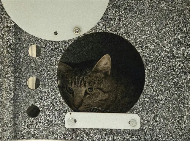 Oliver - Domestic Short Hair
