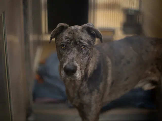 Unknown - Great Dane