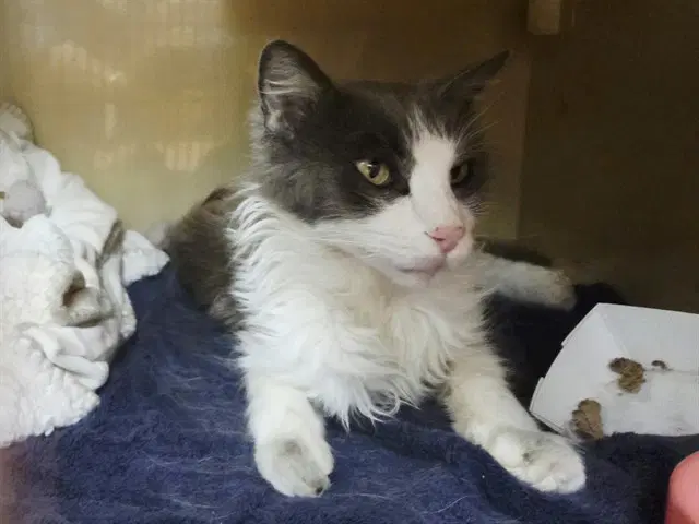 Constance - Domestic Short Hair