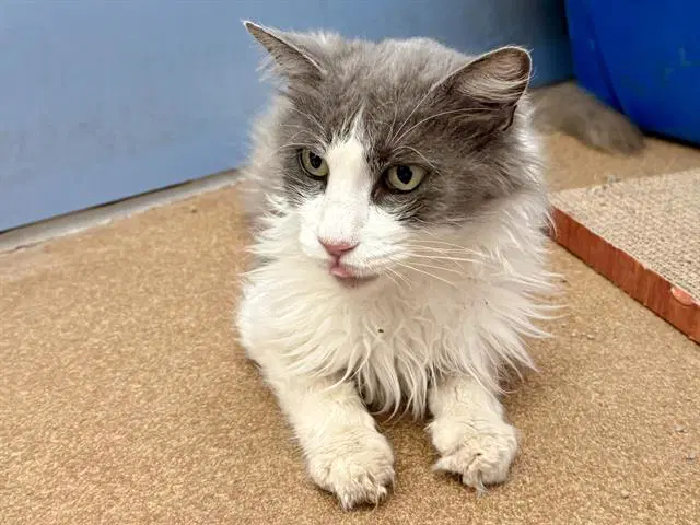 Constance - Domestic Short Hair