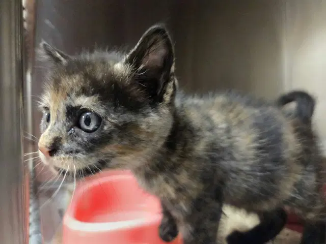 Unknown - Domestic Short Hair