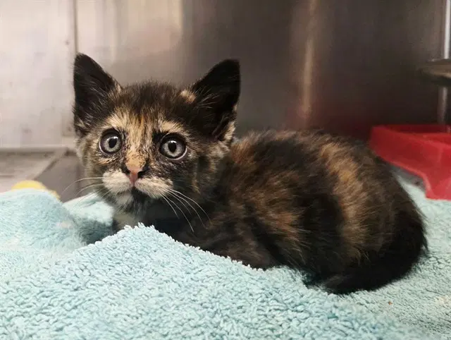 Unknown - Domestic Short Hair