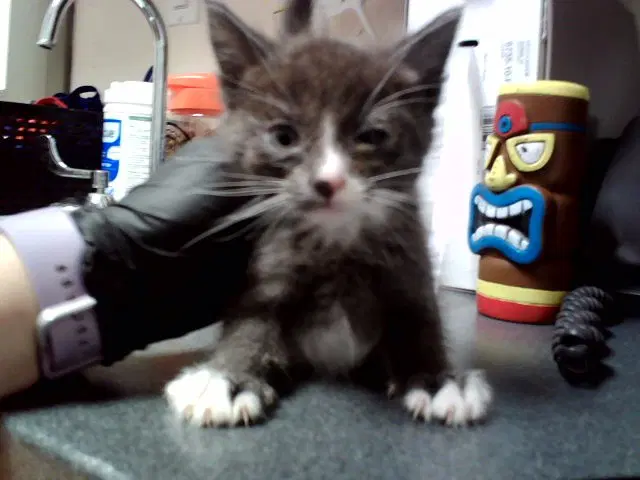 Unknown - Domestic Short Hair