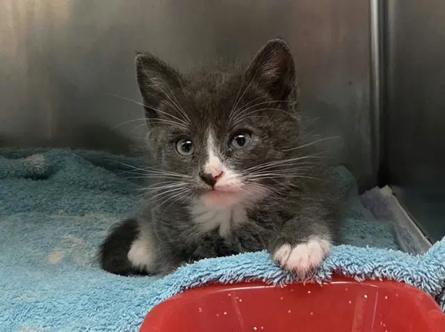 Unknown - Domestic Short Hair