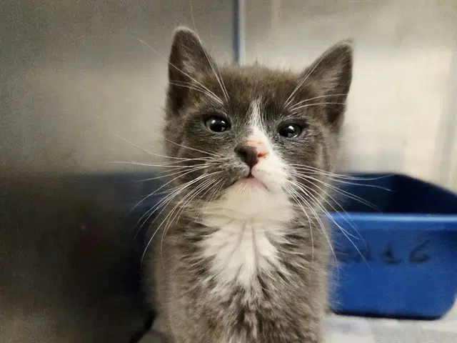 Unknown - Domestic Short Hair