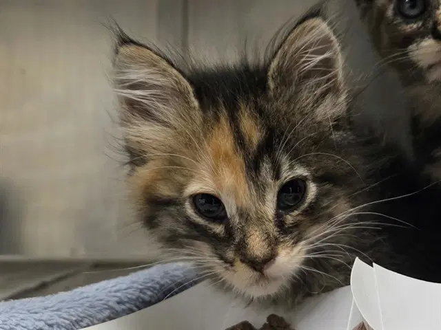Unknown - Domestic Short Hair