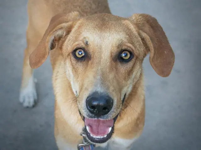 Haley - Labrador Retriever