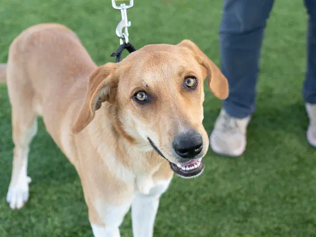 Haley - Labrador Retriever