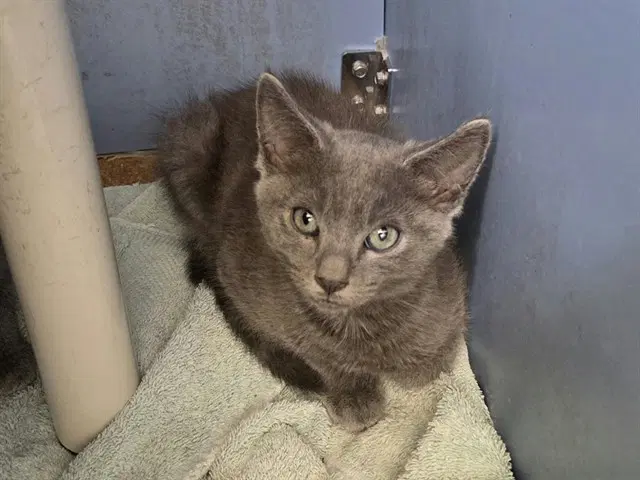 Duke - Domestic Short Hair