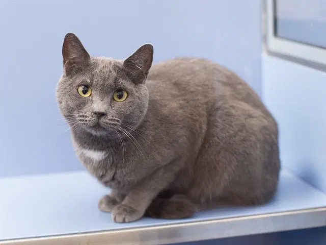 Oliver - Domestic Short Hair