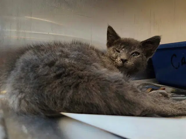 Barnaby - Domestic Short Hair