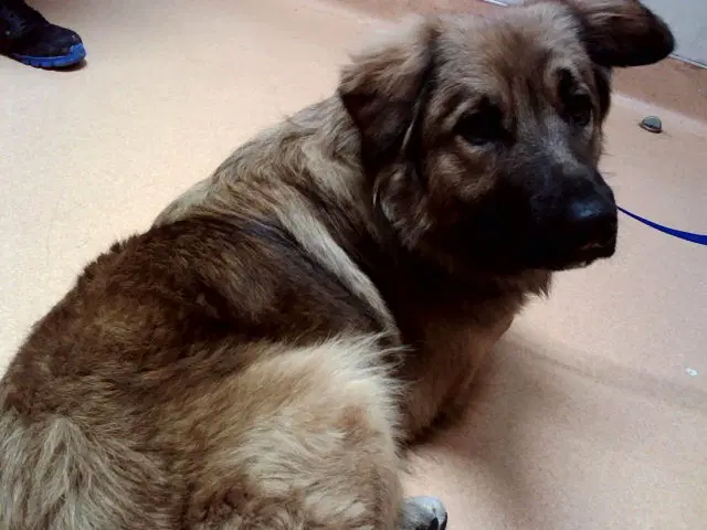 Charlie - German Shepherd Dog