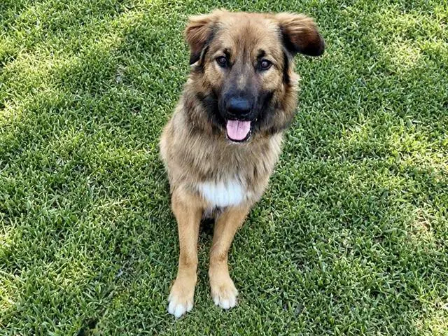 Charlie - German Shepherd Dog