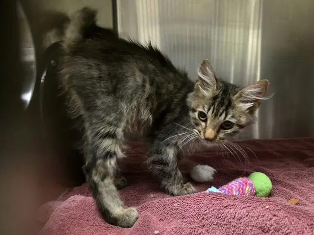 Luna - Domestic Medium Hair