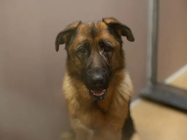 Zara - German Shepherd Dog