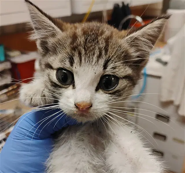 Unknown - Domestic Short Hair