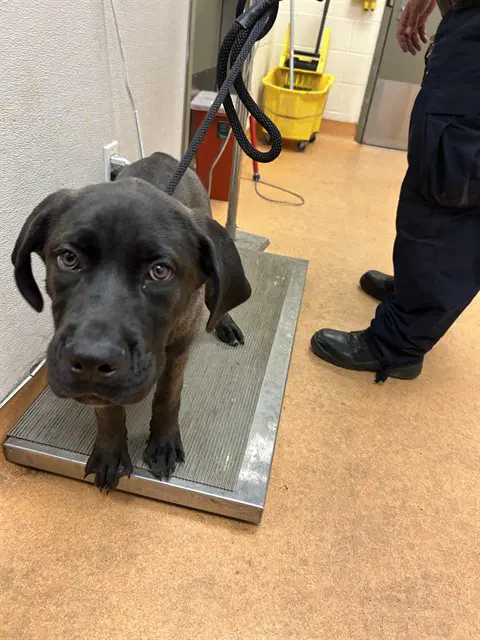Unknown - Cane Corso Mastiff