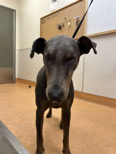 Unknown - Doberman Pinscher