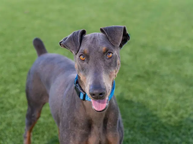 Unknown - Doberman Pinscher