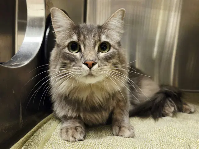 Boots - Domestic Medium Hair
