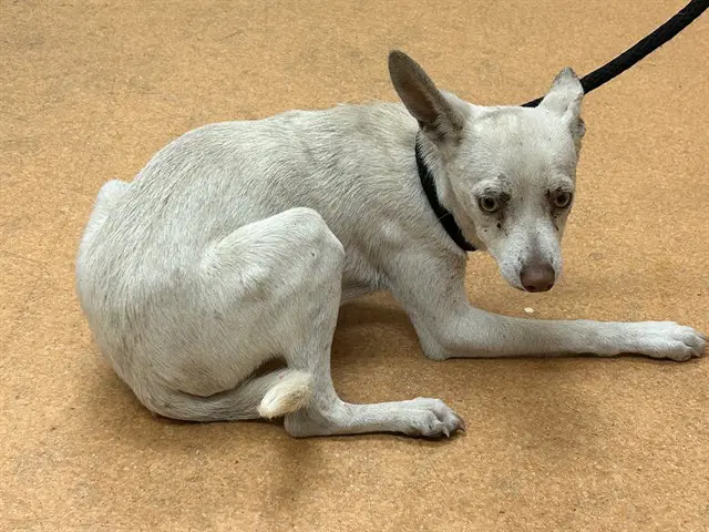 Steven - Chihuahua