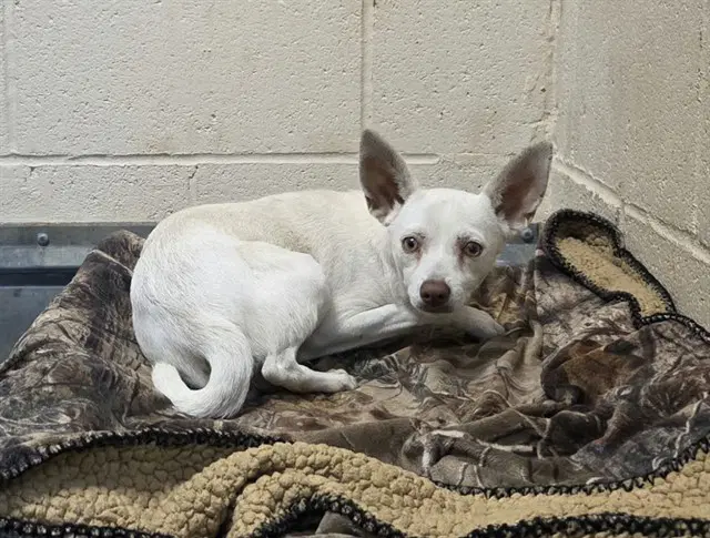 Steven - Chihuahua