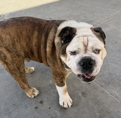 Bear - Bulldog