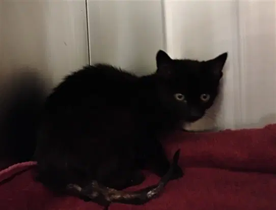 Mitchell - Domestic Short Hair