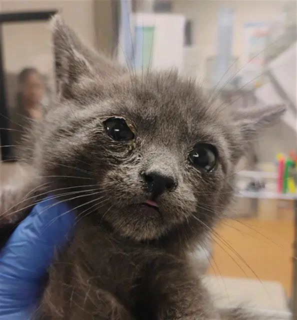 Barracuda - Domestic Medium Hair