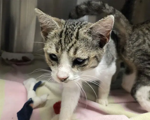 Cat Fish - Domestic Short Hair