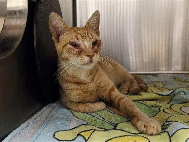 Macie - Domestic Short Hair