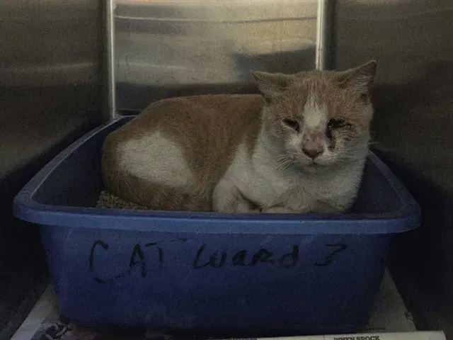 Unknown - Domestic Short Hair