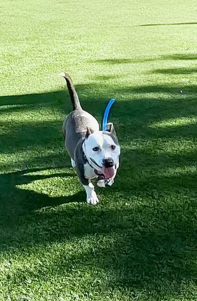 Thomas - Pit Bull Terrier