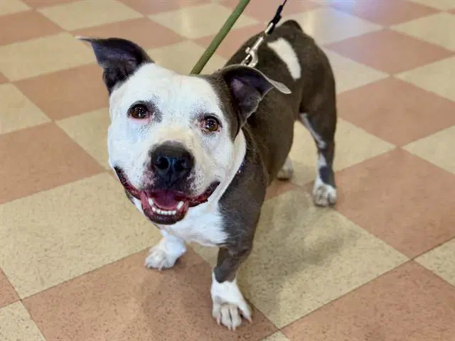 Thomas - Pit Bull Terrier