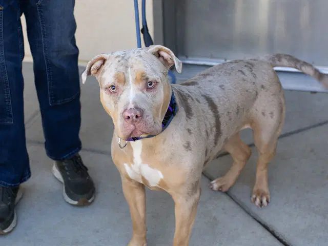 Cleo - Pit Bull Terrier