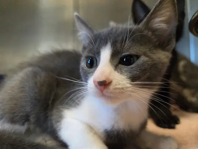 Cleo - Domestic Short Hair