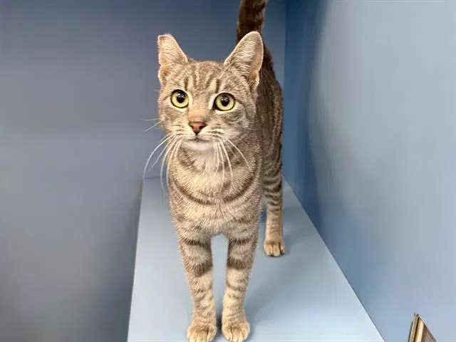 Magic - Domestic Short Hair