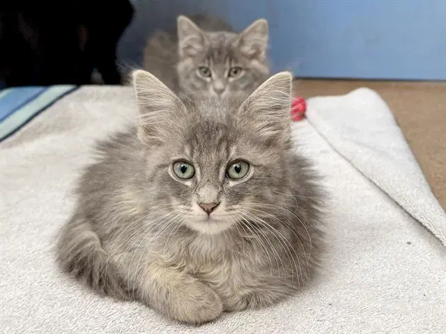 Meowly Cyrus - Domestic Short Hair