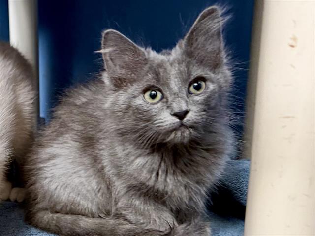 MEOWCHAEL JACKSON