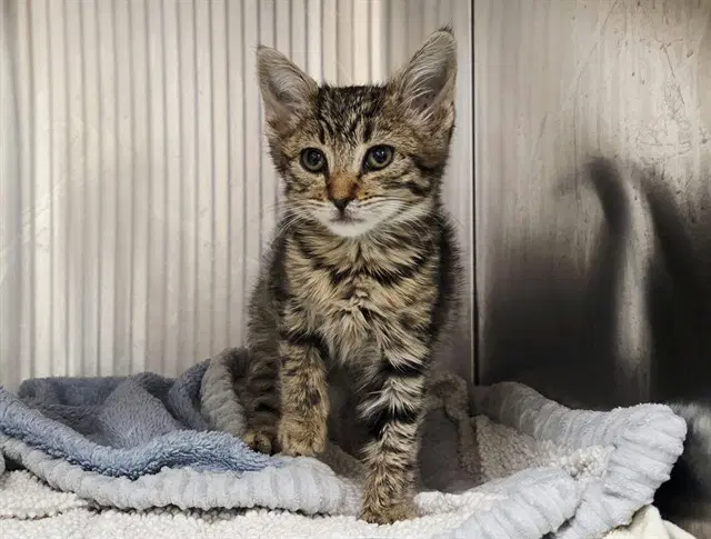 Unknown - Domestic Short Hair