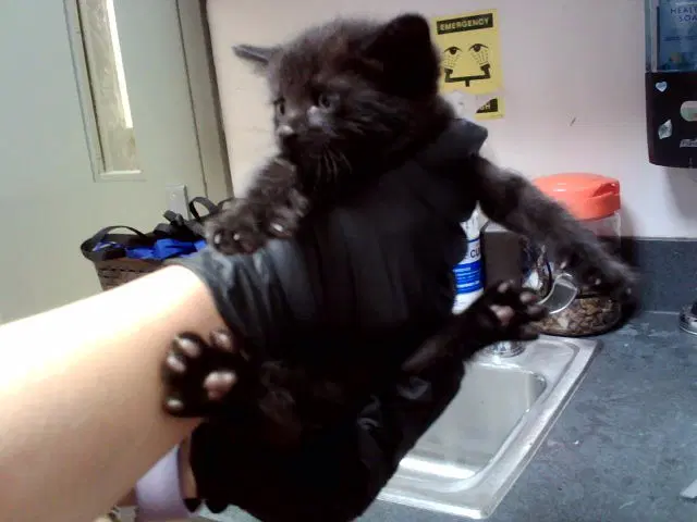 Jr - Domestic Medium Hair