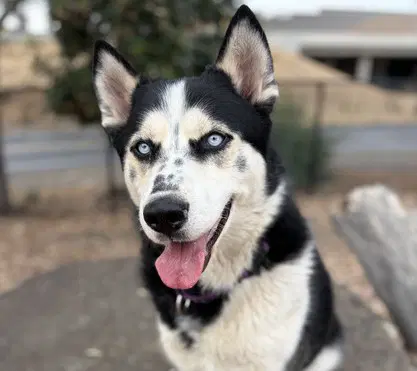 Ridley - Siberian Husky