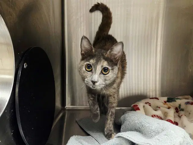 Torta - Domestic Short Hair