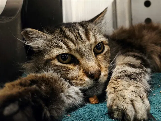 Johsua - Domestic Medium Hair