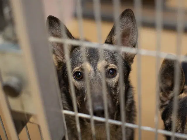 Tiffy - German Shepherd Dog