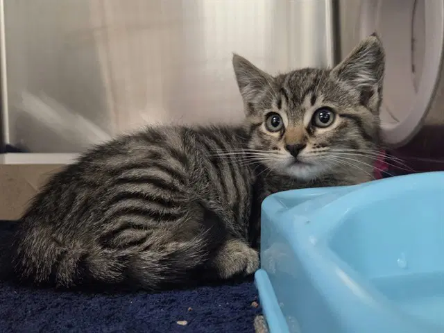Coraline - Domestic Short Hair