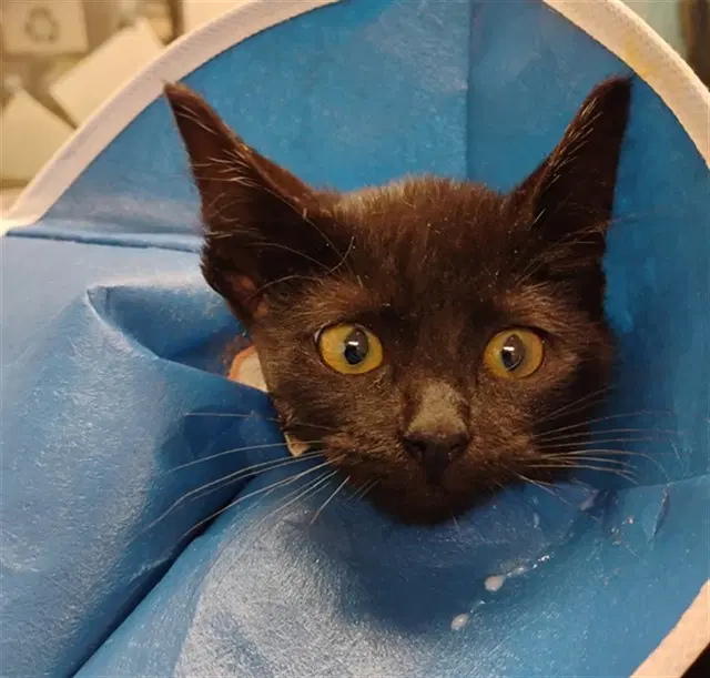 Peekabo - Domestic Short Hair