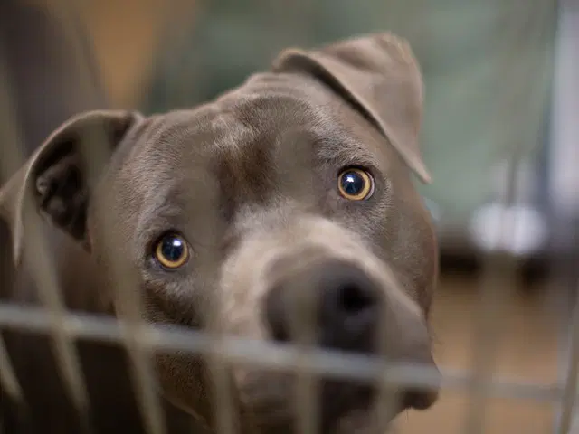 Jacob - Pit Bull Terrier