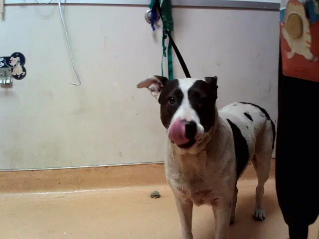 Louise - Pit Bull Terrier