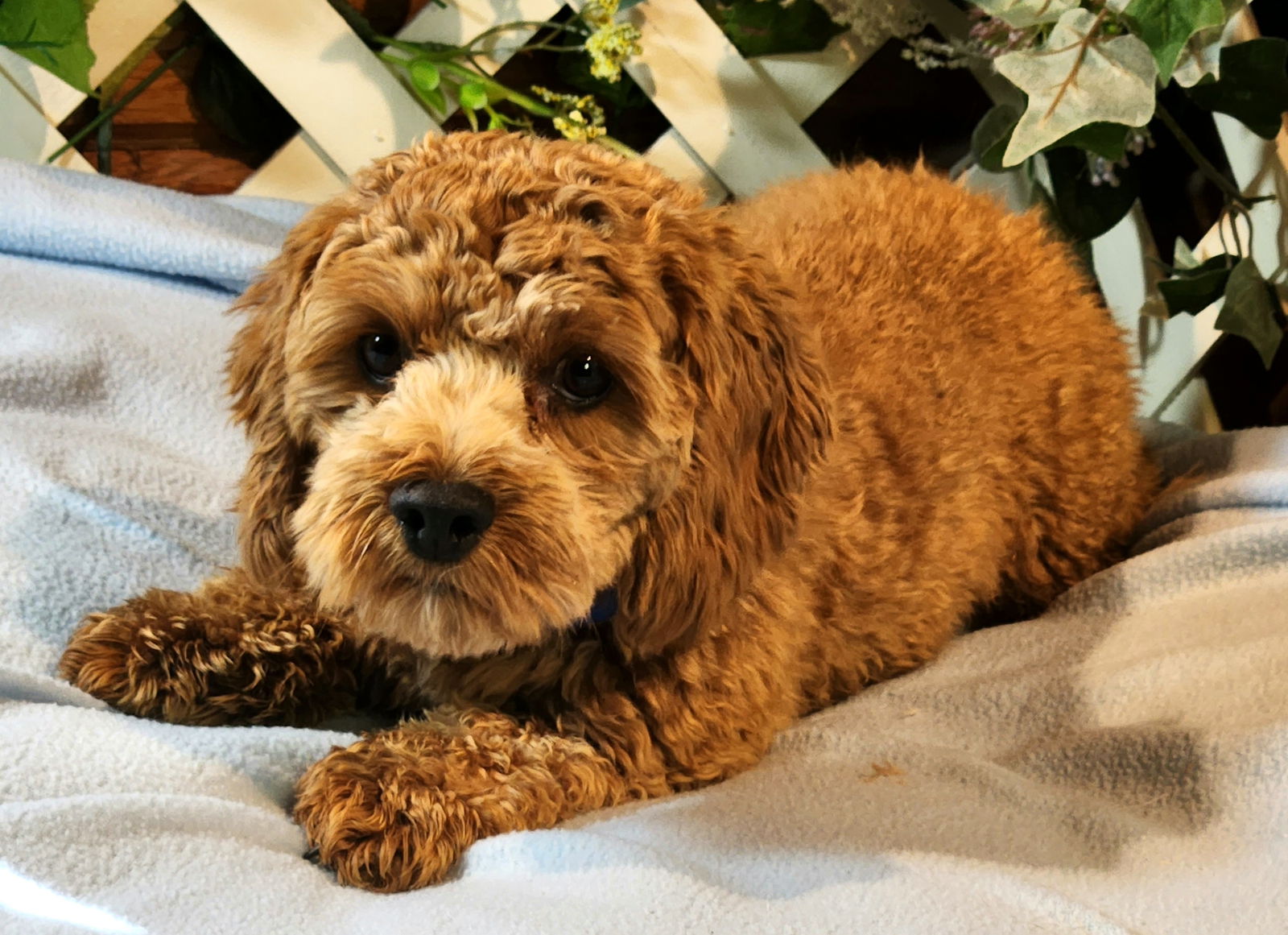 Dog for Adoption Lewi, a Cockapoo in Pueblo, CO Alpha Paw